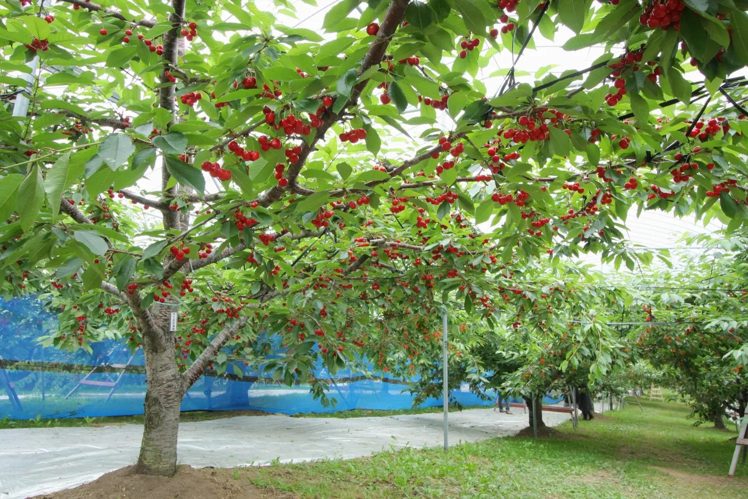 🍒 오하시 체리 농원(오하시 사쿠란보엔)